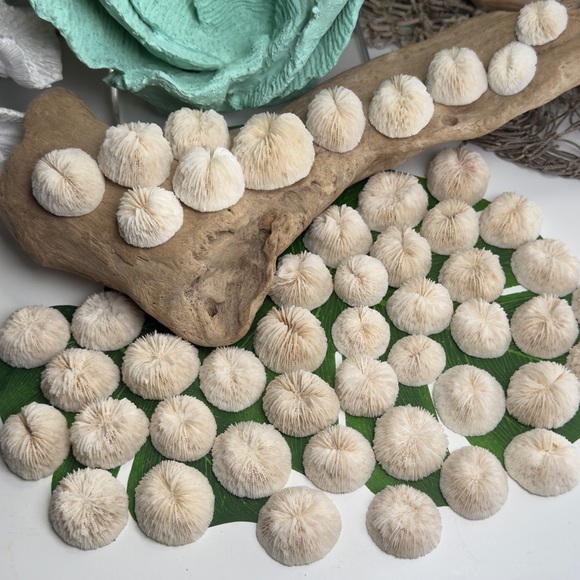 4 REAL White “Cap” Mushroom  Corals LOT Nautical Coastal Collecting aquarium - Picture 1 of 17